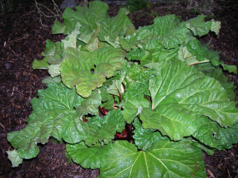 Rheum rhabarbarum 'Victoria'