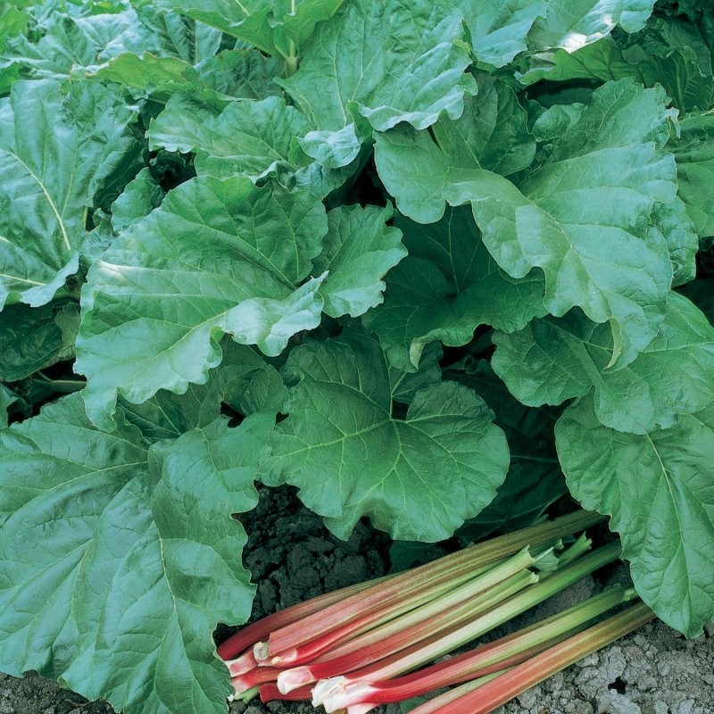 Rheum rhabarbarum 'Victoria'