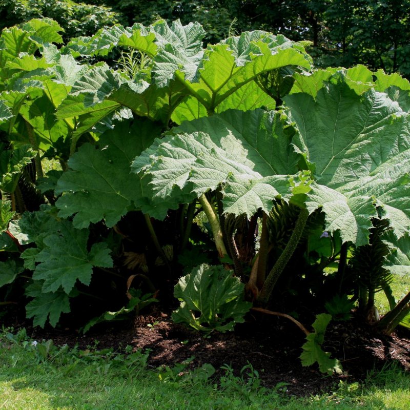 Gunnera manicata Гуннера рукавчатая
