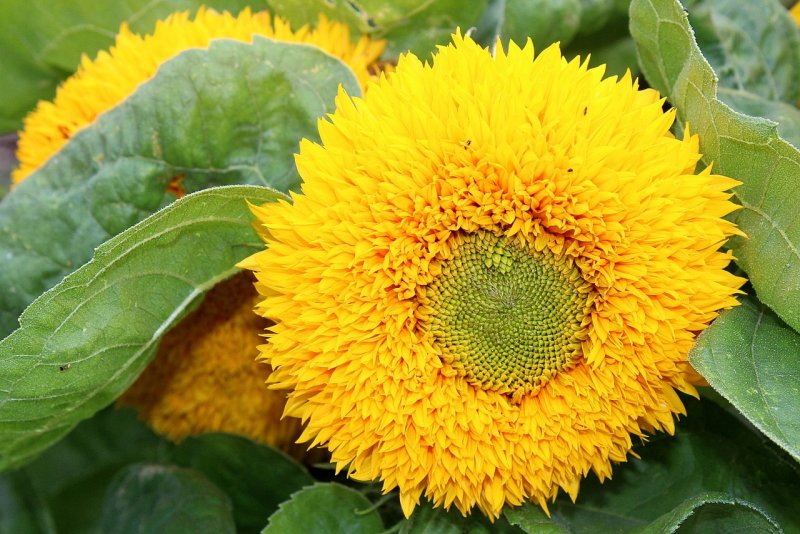 Helianthus Sun King