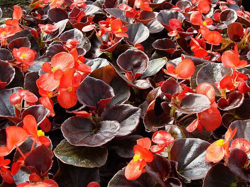 Бегония семперфлоренс Begonia semperflorens