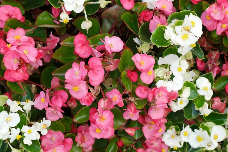 Begonia semperflorens