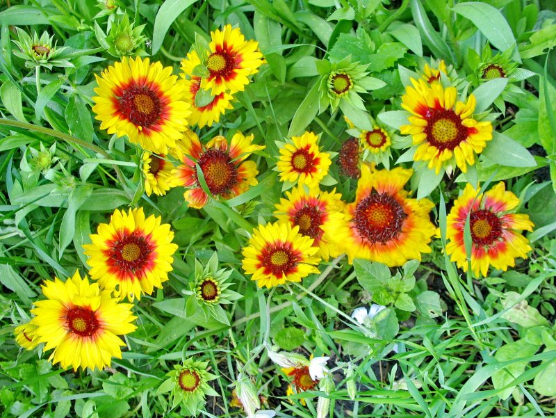 Helianthus maximiliani