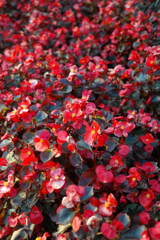 Бегония вечноцветущая (Begonia semperflorens)