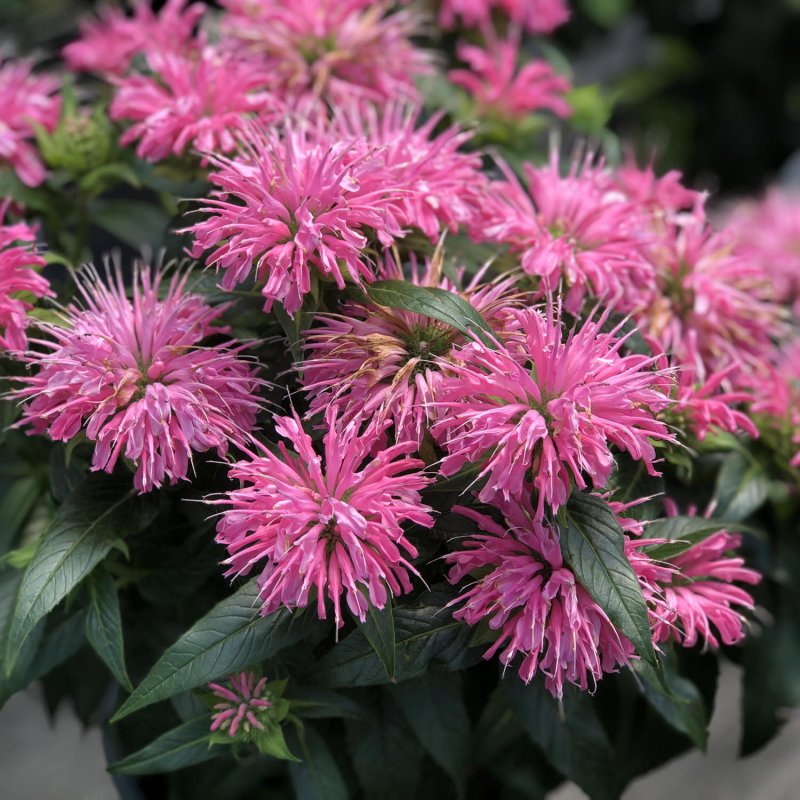 Монарда (Monarda)