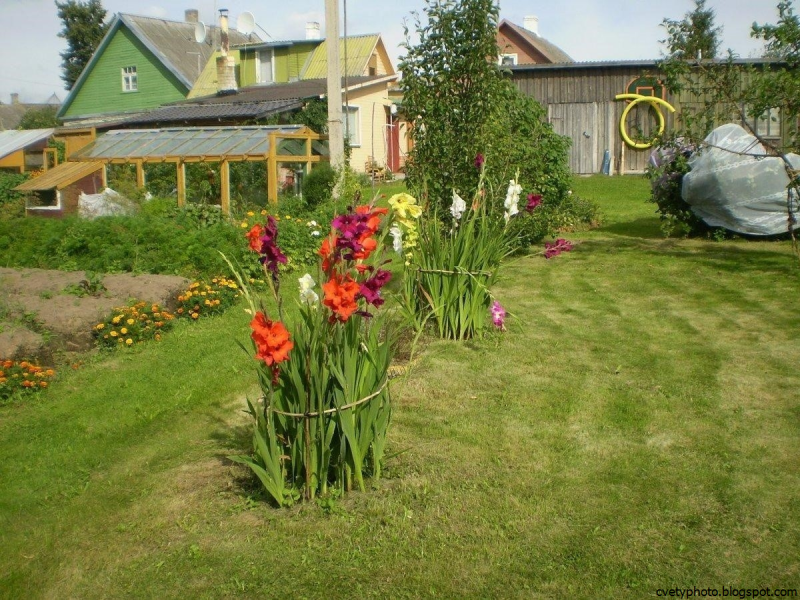 Лилейник гибридный рабатка