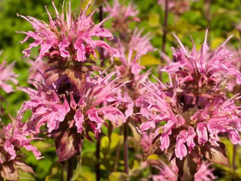 Монарда Croftway Pink