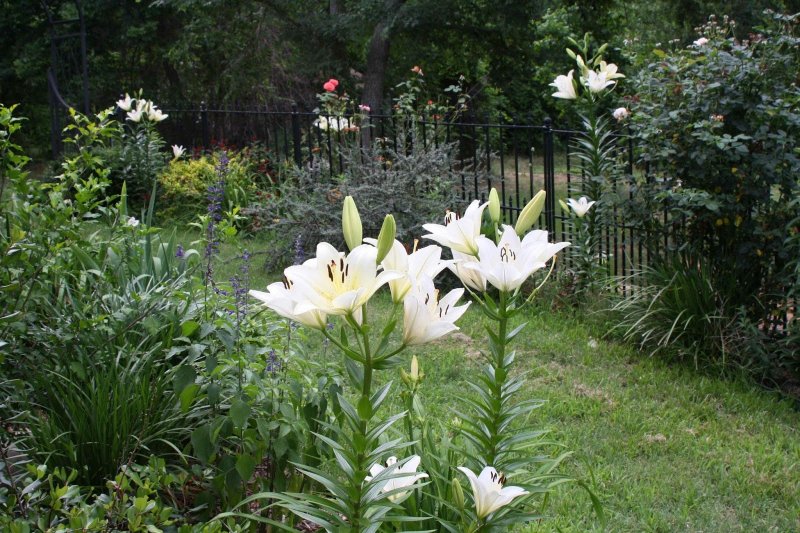 Георгины, астры, бархатцы, львиный зев