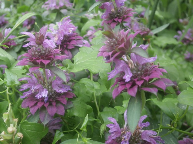 Монарда «Бергамо» (Monarda «Bergamo»)