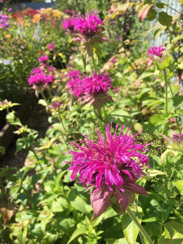 Монарда (Monarda) Blaustrumpf
