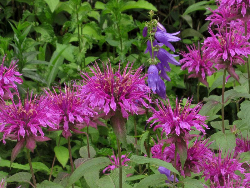 Монарда гибридная (Monarda х hybrida)
