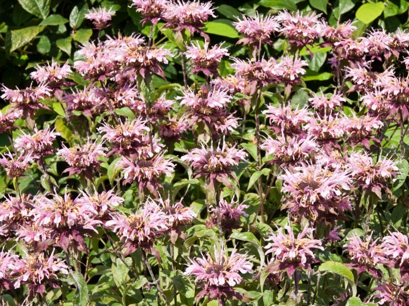 Монарда Croftway Pink