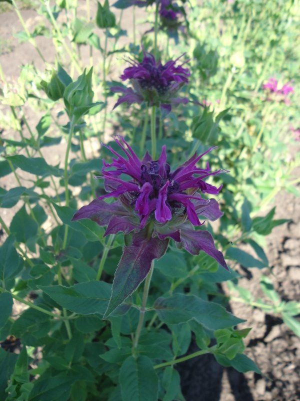 Монарда «Бергамо» (Monarda «Bergamo»)