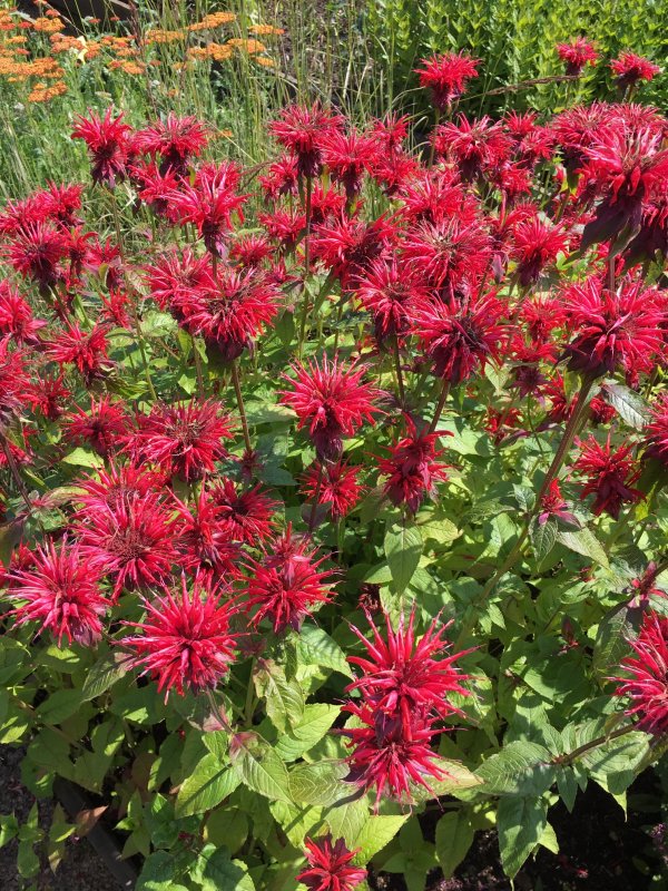Монарда гибридная Cambridge Scarlet