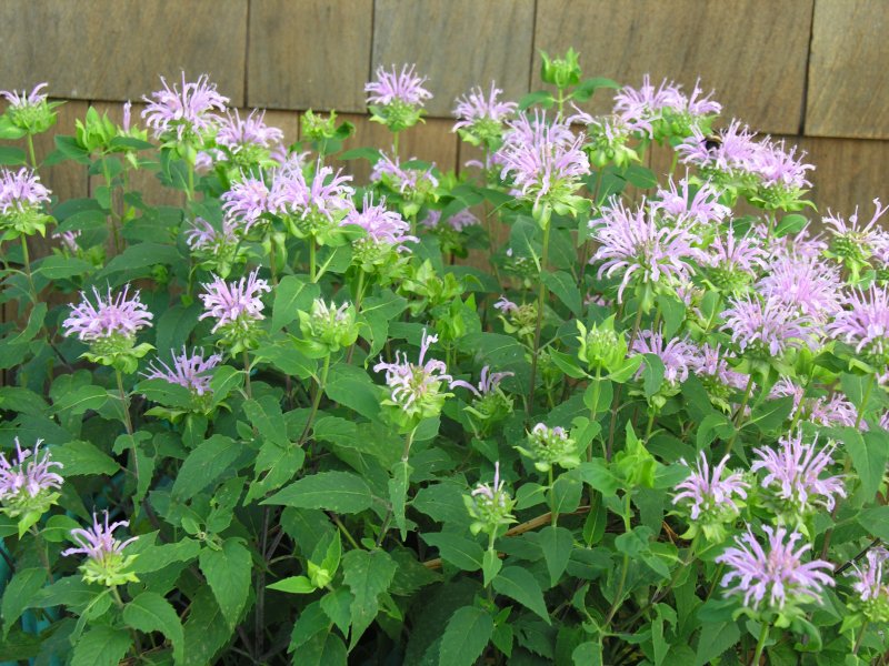 Monarda fistulosa