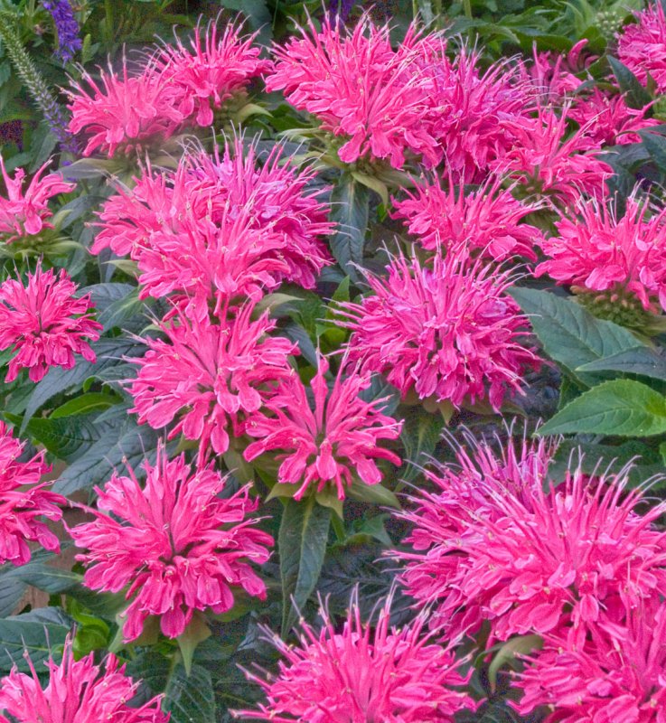 Монарда Croftway Pink