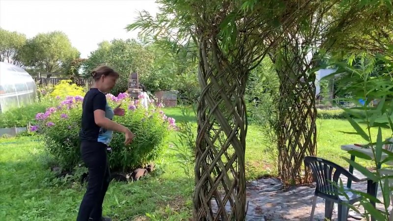 Живая беседка из ивы русская Ива