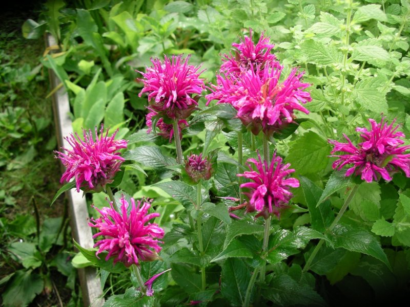 Монарда (Monarda 'Purple Lace')