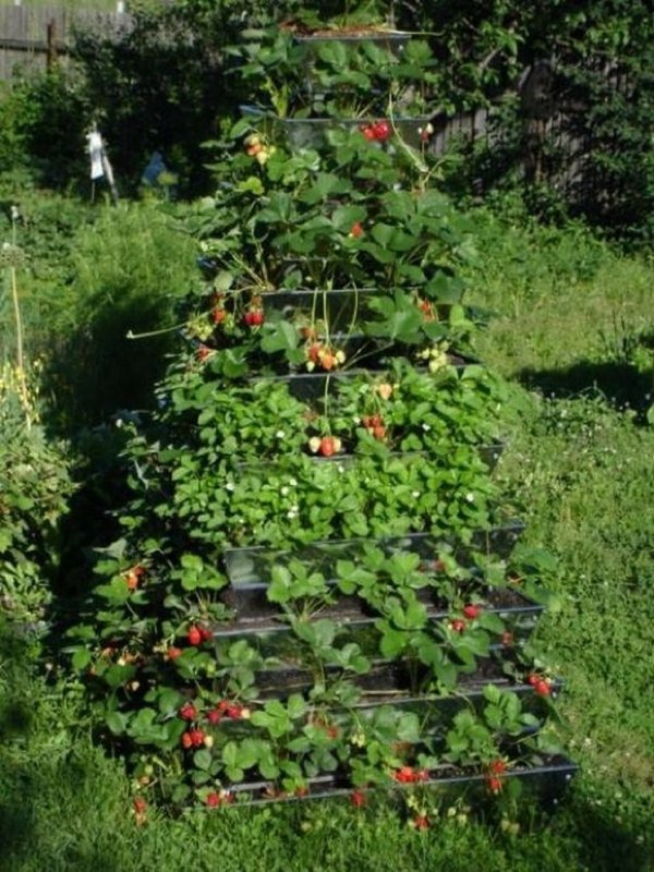 Клубничные грядки, Светланы, Татур.