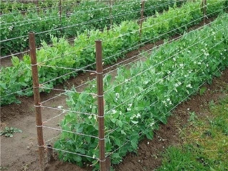 Подпорки для гороха