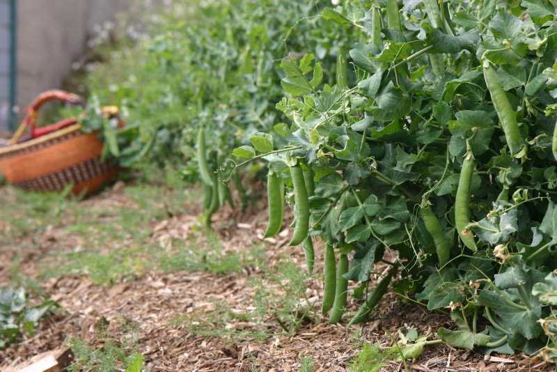 Горох кустовой