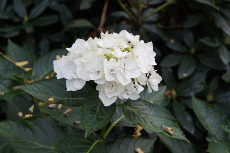 Hydrangea macrophylla Coco