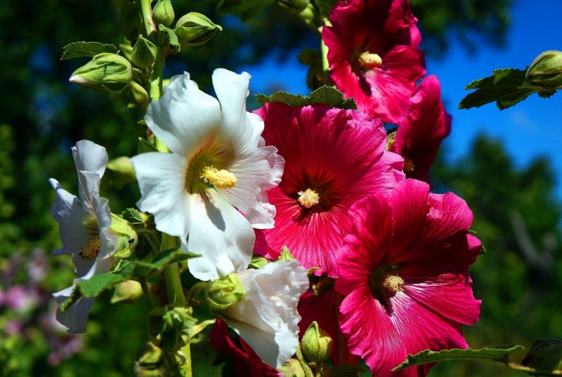 Мальва Alcea altissima