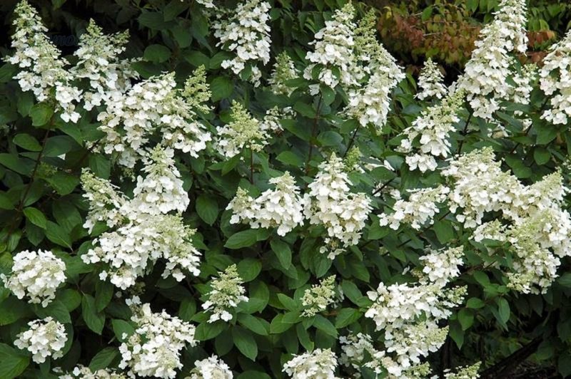 Гортензия метельчатая Hydrangea paniculata unique