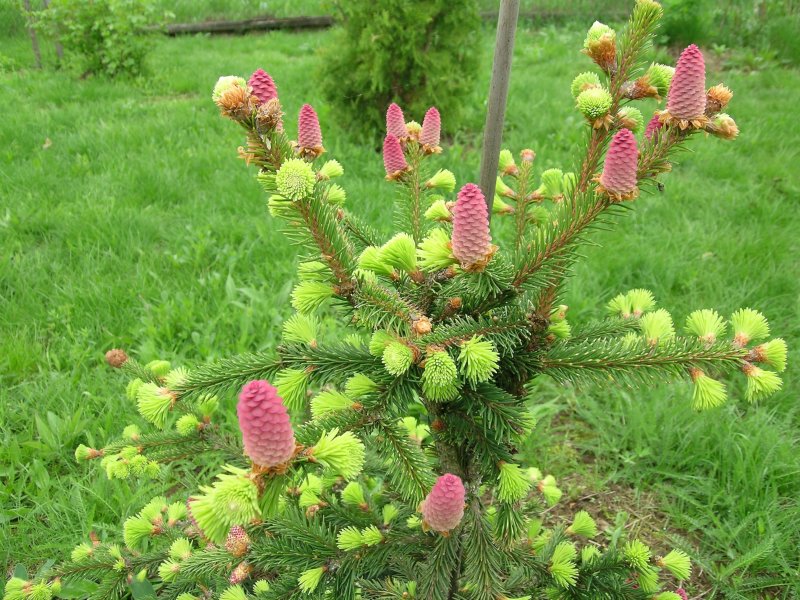 Picea Mariana 'Craig'