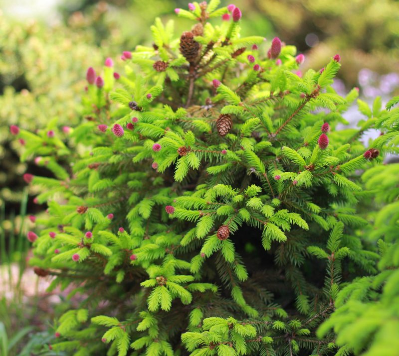 Ель обыкновенная Picea Abies