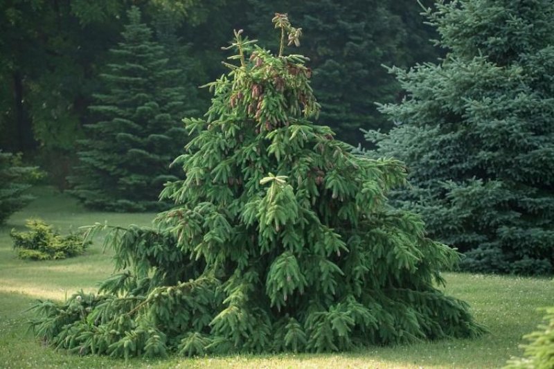Ель Picea pungens Hermann Naue