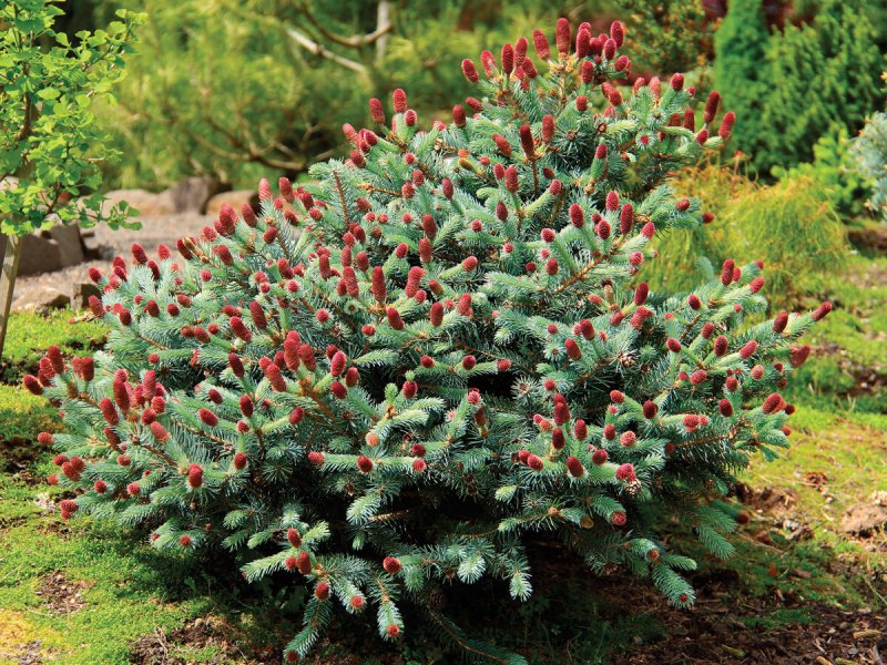 Ель обыкновенная Picea Abies 'Acrocona'