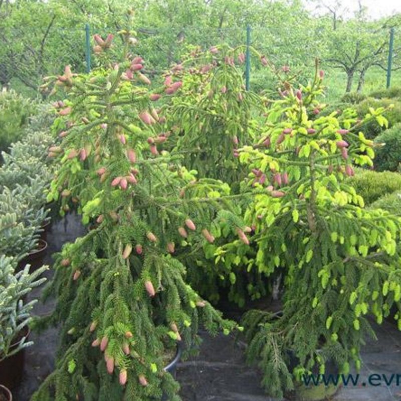 Picea Abies 'zagwiżdże'