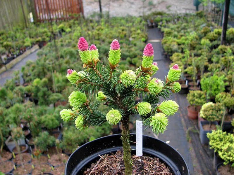 Ель Picea Abies Medusa pa