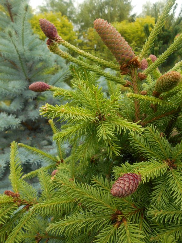 Picea Abies Push на штамбе