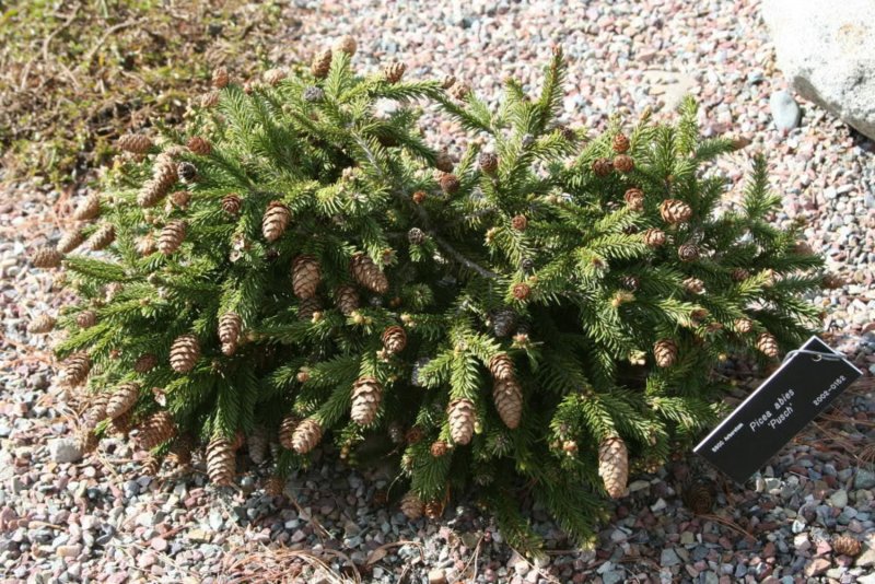 Ель Abies Pusch