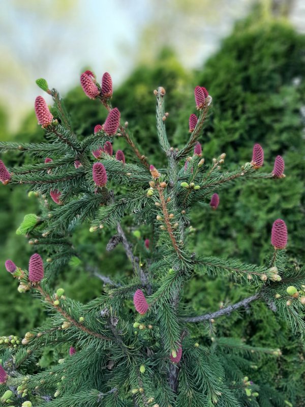 Picea Abies 'Valor'