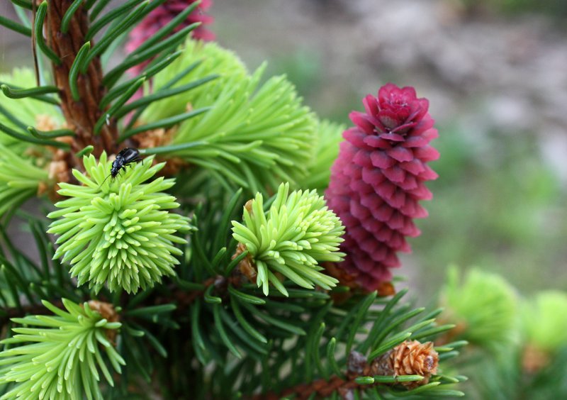 Picea Abies Medusa
