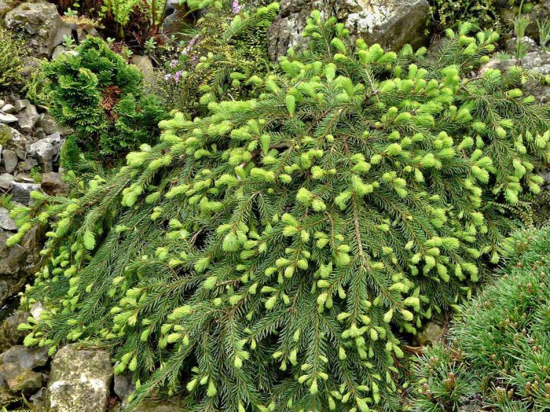 Ель европейская Picea Abies