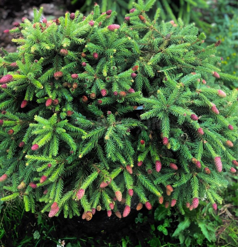 Picea Abies (ель обыкновенная) 'Pusch'