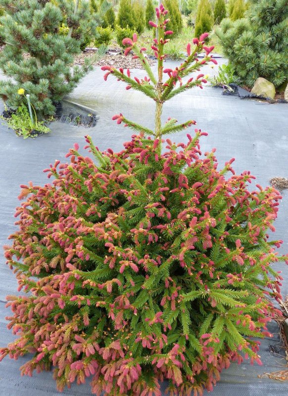 Picea Abies 'cruenta'