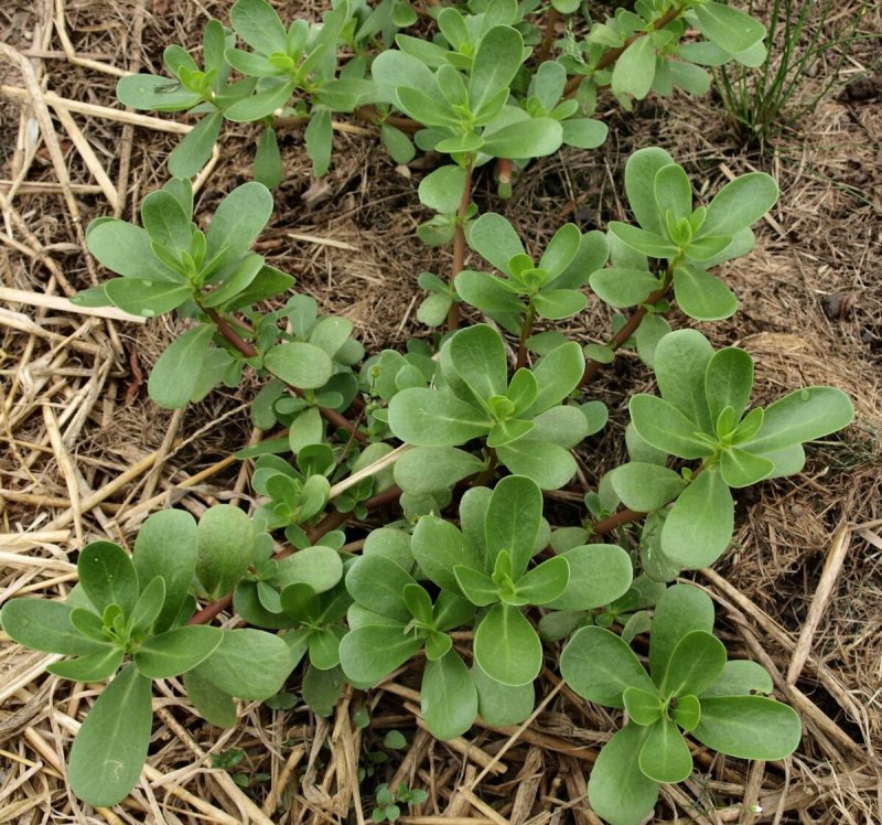 Портулак огородный (Portulaca oleracea l.)
