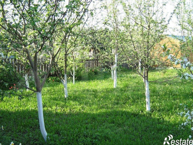 Сад плодовых деревьев на участке