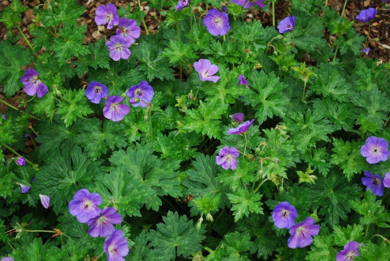 Герань `Rozanne` (Geranium `Rozanne`)