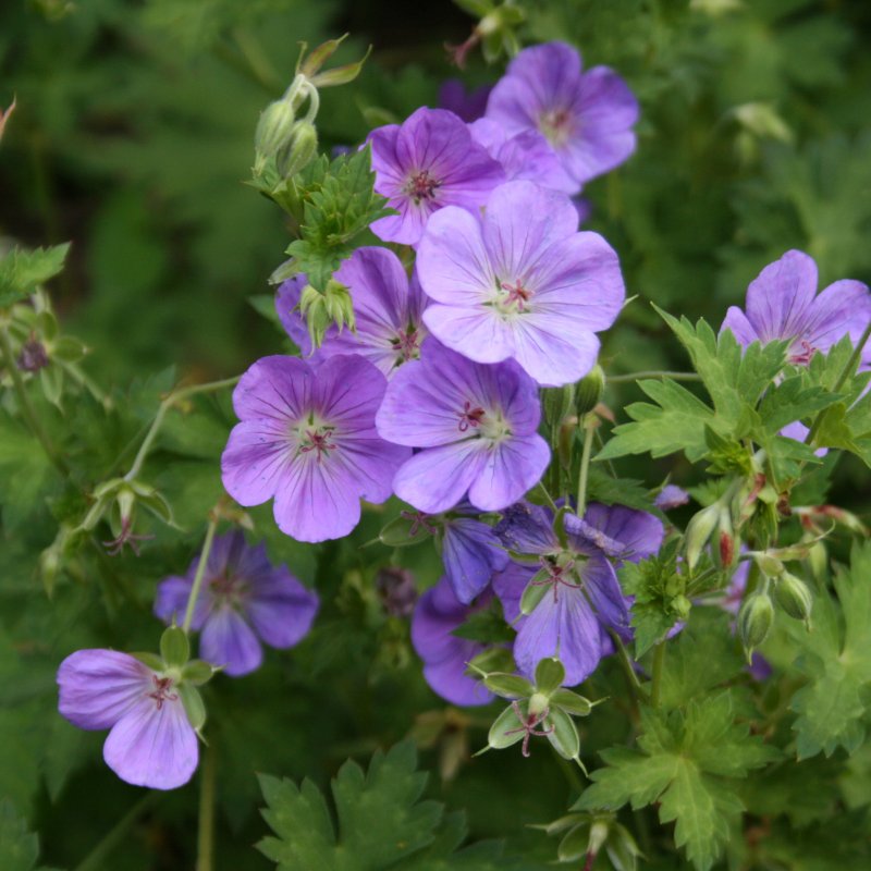 Geranium wallichianum Rosana