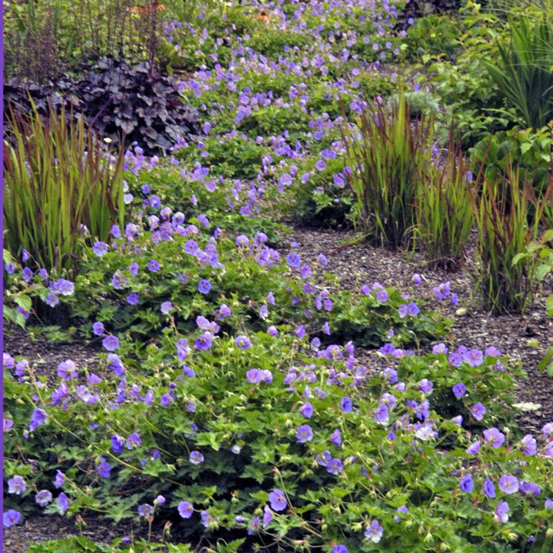 Герань гибридная Бруксайд (Geranium hybride 'Brookside')