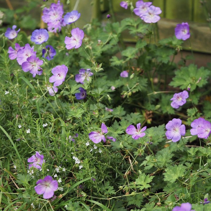 Герань Geranium Rozanne