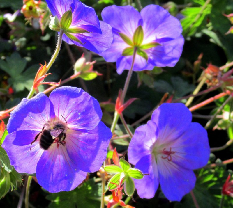 Герань `Rozanne` (Geranium `Rozanne`)