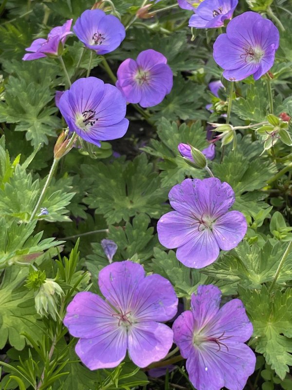 Герань `Rozanne` (Geranium `Rozanne`)