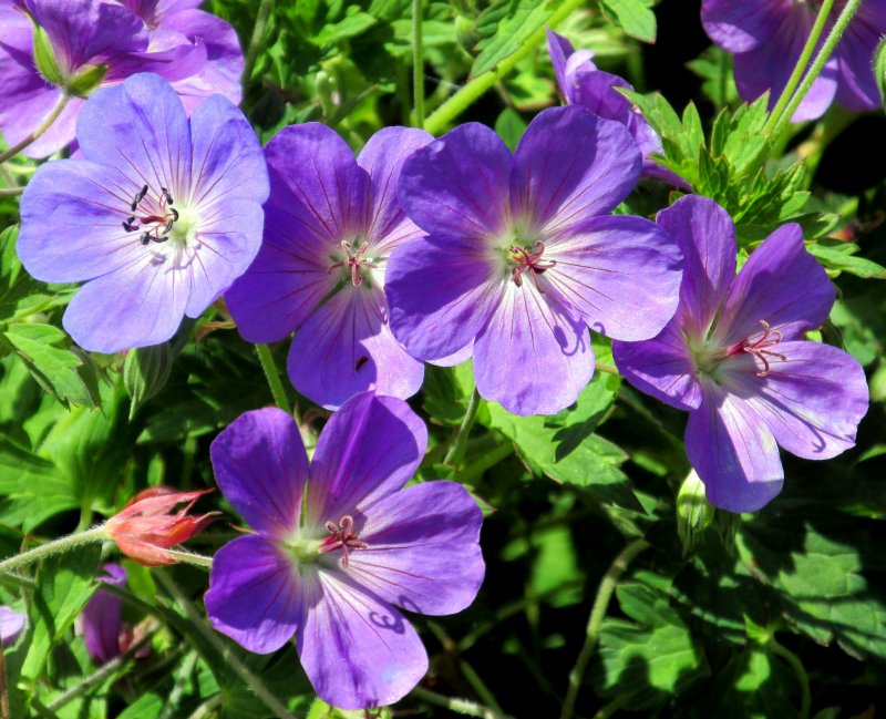 Герань Розанна (Geranium Rozanne ®)